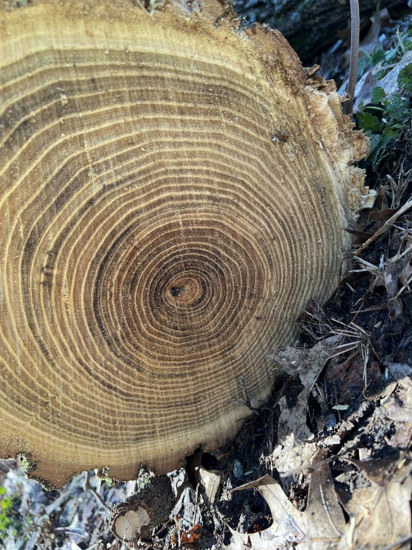 Unequal tree ring growth. Unequal tree ring growth.